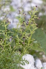 Scrophularia juratensis 07