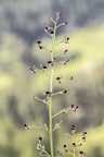 Scrophularia juratensis 10