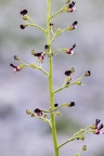 Scrophularia juratensis 12