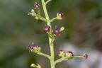 Scrophularia juratensis 14