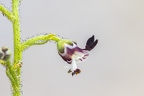 Scrophularia juratensis 15
