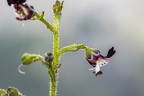 Scrophularia juratensis 16