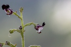 Scrophularia juratensis 17