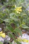 Paederota lutea 3