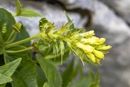 Paederota lutea 4
