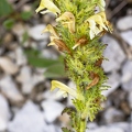 Pedicularis julica 06