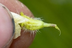 Pedicularis julica 13