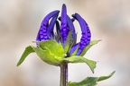 Phyteuma sieberi 01