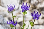 Phyteuma sieberi 04