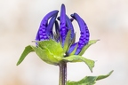 Phyteuma sieberi 13
