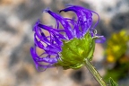 Phyteuma sieberi 21