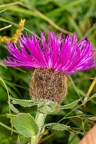 Centaurea nervosa 2