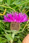 Centaurea nervosa 3