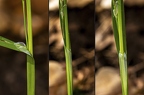 Carex pilosa