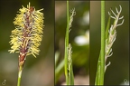 Carex pilosa 02