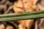 Carex pilosa 06