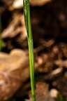 Carex pilosa 09