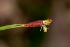 Carex pilosa 11