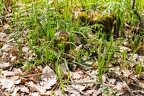 Carex pilosa 12