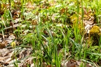 Carex pilosa 13