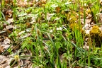 Carex pilosa 14