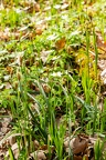 Carex pilosa 15