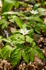 Anemone nemorosa 0 1