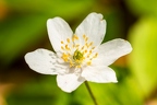 Anemone nemorosa 0 2