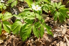 Anemone nemorosa 0 3
