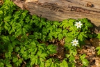 Anemone nemorosa 0 4