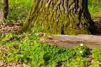 Anemone nemorosa 0 5