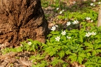 Anemone nemorosa 0 6
