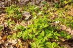 Anemone nemorosa 0 7