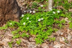 Anemone nemorosa 0 9