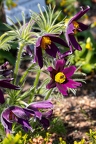 Pulsatilla-vulgaris 01