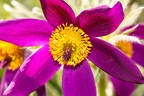 Pulsatilla-vulgaris 04