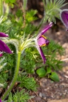 Pulsatilla-vulgaris 03