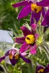 Pulsatilla-vulgaris 05