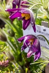 Pulsatilla-vulgaris 06