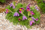 Pulsatilla-vulgaris 07