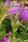 Pulsatilla-vulgaris 09