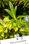 Helleborus viridis 0 1