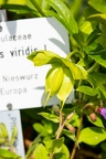 Helleborus viridis 0 3