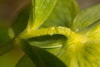 Helleborus viridis 0 2