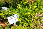 Helleborus viridis 0 5
