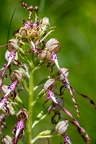 Himantoglossum adriaticum