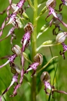 Himantoglossum adriaticum 03