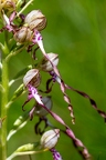 Himantoglossum adriaticum 02
