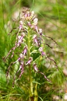 Himantoglossum adriaticum 04