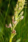 Himantoglossum adriaticum 05